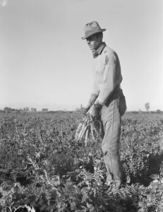 Migratory field worker pulling carrots, Imperial Valley, California, 1939. Creator: Dorothea Lange