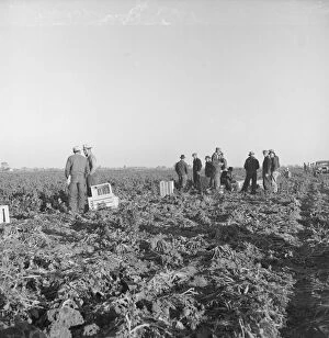 Forced Migration Collection: Migratory field workers at 5 a.m. waiting in the carrot field... 1939. Creator: Dorothea Lange