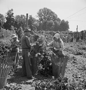 Humulus Lupulus Gallery: Migratory field workers in hop field, near Independence, Oregon, 1939. Creator: Dorothea Lange