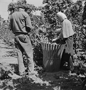 Migratory hop pickers, man and wife, work together, Oregon. Polk County, near Independence, 1939