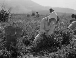 Peas Prints: Migratory workers harvesting peas near Nipomo, California, 1937. Creator: Dorothea Lange