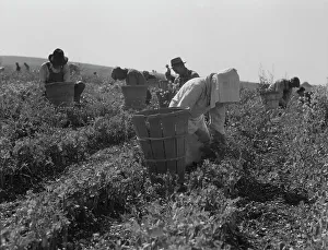 Peas Prints: Migratory workers harvesting peas near Nipomo, California, 1937. Creator: Dorothea Lange