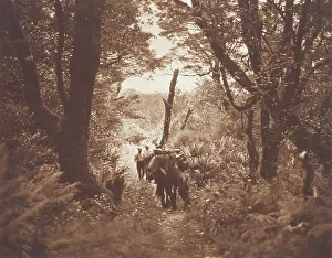 Photograph Album Prints: On Milford track. From the album: Camera Pictures of New Zealand
