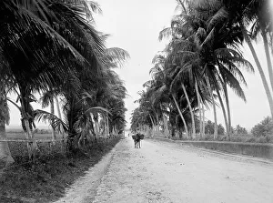 Pack Animal Prints: Military road, San Juan, Puerto Rico, The, between 1900 and 1906. Creator: Unknown