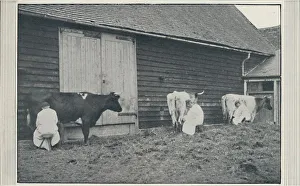Milking Cows, 1910. Artist: Pictorial Agency