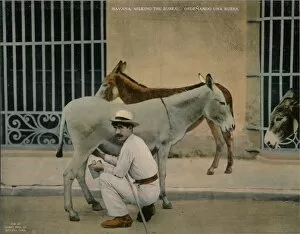 Milking donkeys, Havana, Cuba, c1920