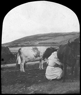 Milking, late 19th or early 20th century