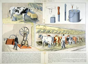 Milking parlour equipped with Thistle suction and pulsation milking machine, 1899