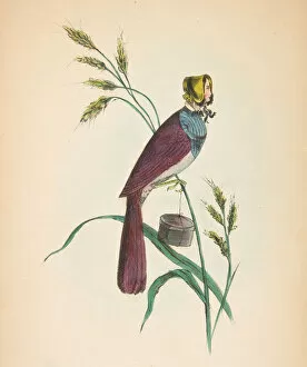 Comic Collection: Milliner Bird (Minnie Doyle), from The Comic Natural History of the Human Race, 1851