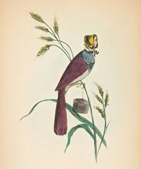 Rosenthal And Kraemer Prints: Milliner Bird (Minnie Doyle), from The Comic Natural History of the Human Race, 1851