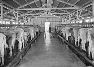 Manual Prints: Mineral King Cooperative Association