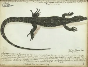 Java Indonesia Prints: Minjawa or iguana, 1784. Creator: Jan Brandes