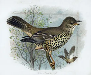 Birdsong Prints: Missel Thrush, 19th century. Artist: Henrik Gronvold