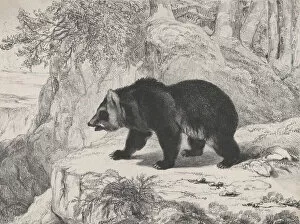 Barye Antoine Louis Gallery: Mississippi Bear, 1836. Creator: Antoine-Louis Barye
