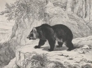 Antoine Louis Barye Prints: Mississippi Bear, 1836. Creator: Antoine-Louis Barye