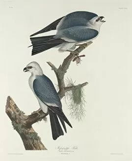 Mississippi Kite, 1831. Creator: Robert Havell