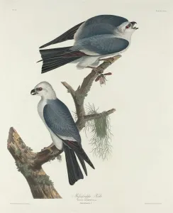 Kite Prints: Mississippi Kite, 1831. Creator: Robert Havell