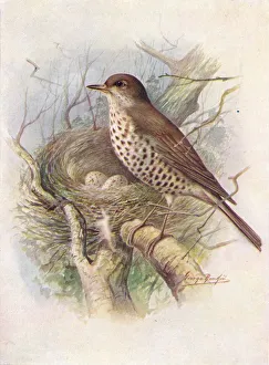 Arthur Landsborough Prints: Mistle-Thrush - Tur dus visciv orus, c1910, (1910). Artist: George James Rankin
