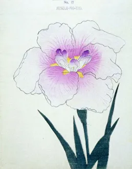 Misuji-No-Ito, No. 17