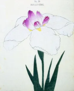 Miyako-Dore, No 50