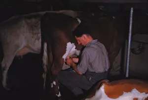 Milk House Prints: Mliking Cattle, Lake District Farm, c1960. Artist: CM Dixon