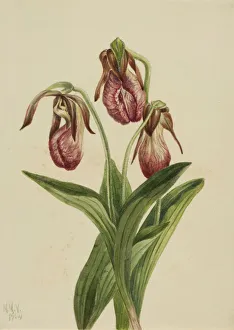 Burgundy Prints: Moccasin Flower (Cypripedium acaule), 1904. Creator: Mary Vaux Walcott