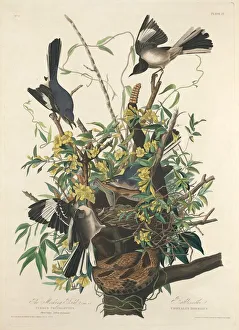Robert Havell Prints: The Mocking Bird, 1827. Creator: Robert Havell