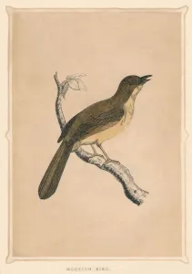 Ainsworth Prints: Mocking Bird, (Mimus polyglottos), c1850, (1856)