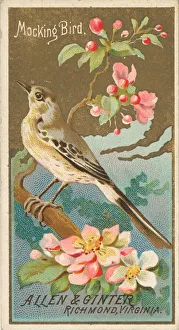 Metropolitan M Prints: Mockingbird, from the Birds of America series (N4) for Allen &amp