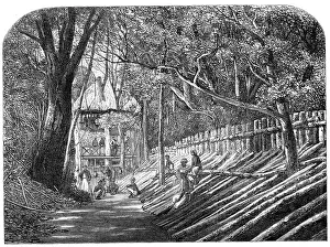 Enclosure Prints: Mode of capturing wild elephants in Ceylon: an elephant kraal
