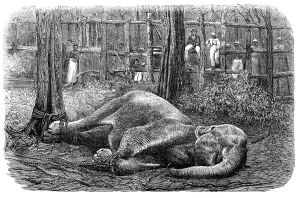 Sri Lankan Prints: Mode of capturing wild elephants in Ceylon: an elephant noosed, 1864. Creator: Unknown