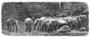 Sri Lankan Prints: Mode of capturing wild elephants in Ceylon: herd of wild elephants, 1864. Creator: Unknown