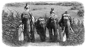 Mahouts Prints: Mode of capturing wild elephants in Ceylon: taming a wild elephant, 1864. Creator: Unknown