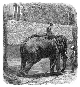 Sri Lankan Prints: Mode of capturing wild elephants in Ceylon: testing the rope, 1864. Creator: Unknown