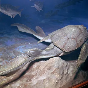 Sea Bed Prints: Model of a Bothriolepsis