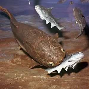 Predator Prints: Model of a Coccosteus attacking a Diplacanthus