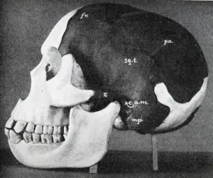 Model of the skull of Piltdown Man (Eanothropus dawsoni), 1914. Artist: Dr Smith Woodward Model of the skull of Piltdown Man (Eanothropus dawsoni), 1914. Artist: Dr Smith Woodward