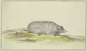 Hairy Prints: Mole facing to the right, 17th century. Creator: Pieter Holsteyn