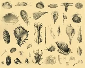 Diversity Collection: Mollusca, c1910. Creator: Unknown