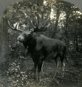 Monarch of All I Survey, 1899. Creator: Unknown Monarch of All I Survey, 1899. Creator: Unknown