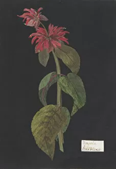Herb Gallery: Monarda didyma / Scarlet Lions Tail, ca. 1791 (?). Creator: William Booth Grey
