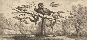 Images Dated 27th October 2020: Monedula, Chouette (The Owl): Livre d Oyseaux (Book of Birds), 1655-1660