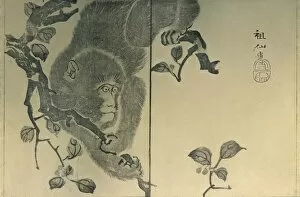 Dutton Gallery: Monkey, 1815, (1924). Creator: Mori Sosen