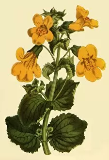 Monkey-Flower, 1812, (1944). Creator: Unknown