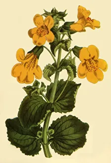 Curtis Prints: Monkey-Flower, 1812, (1944). Creator: Unknown