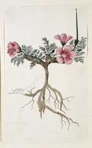 Root Prints: Monsonia multifidum E.Mey. ex Kunth (with an insect)