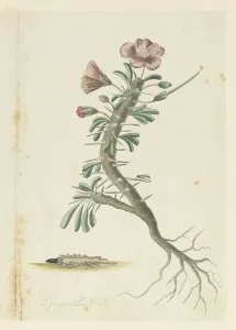 Root Prints: Monsonia Patersonii, 1777-1786. Creator: Robert Jacob Gordon