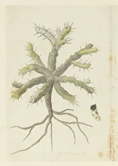Monsonia Patersonii or Monsonia sp. 1777-1786. Creator: Robert Jacob Gordon