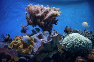 Monterey Bay Aquarium, Monterey, California, USA, 2022. Creator: Ethel Davies