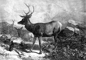Antler Prints: The Months: August, 1871. Creator: William James Palmer
